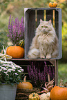 Maine-Coon-Mischling