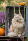 Maine-Coon-Mischling