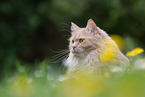 Maine-Coon-Mischling