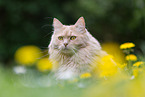 Maine-Coon-Mischling