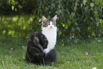 Maine-Coon-Mischling