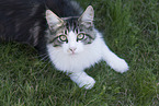 Maine-Coon-Mischling