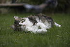 Maine-Coon-Mischling