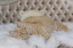 Maine-Coon-Mischling