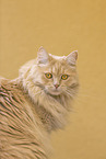 Maine-Coon-Mischling