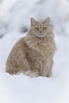 Maine-Coon-Mischling