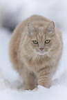 Maine-Coon-Mischling