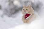 Maine-Coon-Mischling