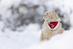 Maine-Coon-Mischling