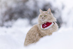 Maine-Coon-Mischling