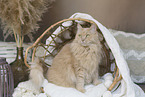 Maine-Coon-Mischling