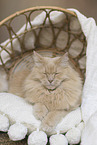 Maine-Coon-Mischling