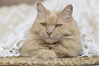 Maine-Coon-Mischling