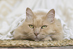 Maine-Coon-Mischling