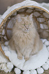 Maine-Coon-Mischling