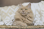 Maine-Coon-Mischling