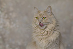 Maine-Coon-Mischling