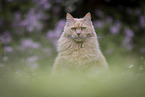 Maine-Coon-Mischling