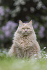 Maine-Coon-Mischling