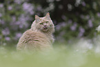 Maine-Coon-Mischling
