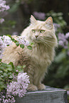 Maine-Coon-Mischling