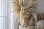 Maine-Coon-Mischling