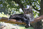 Maine-Coon-Mischling