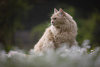 Maine-Coon-Mix