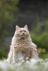 Maine-Coon-Mix