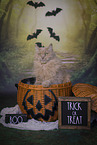 Maine-Coon-Mix