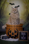 Maine-Coon-Mix