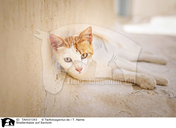 Straenkatze auf Santorin / Street cat on Santorini / TAH-01343