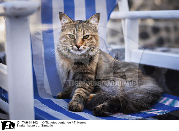 Straenkatze auf Santorin / Street cat on Santorini / TAH-01362