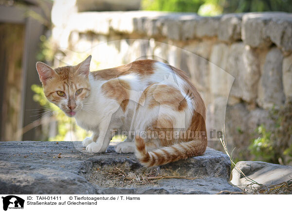 Straenkatze auf Griechenland / Street cat on greek / TAH-01411