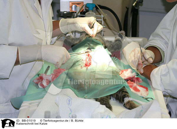 Kaiserschnitt bei Katze / Caesarean cat / BB-01019