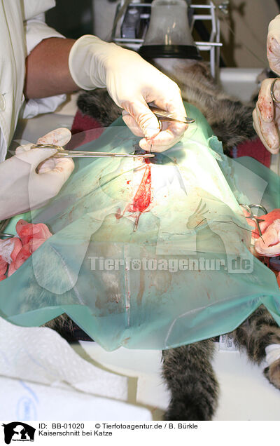 Kaiserschnitt bei Katze / Caesarean cat / BB-01020