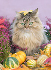 Maine-Coon-Perser