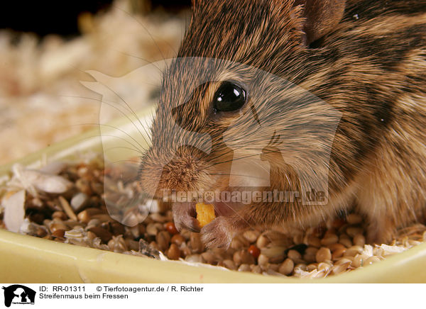 Streifenmaus beim Fressen / eating mouse / RR-01311