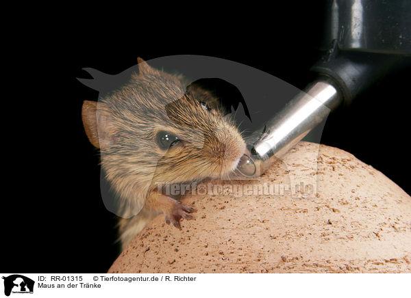 Maus an der Trnke / drinking mouse / RR-01315