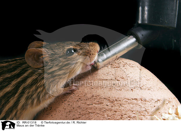 Maus an der Trnke / drinking mouse / RR-01318