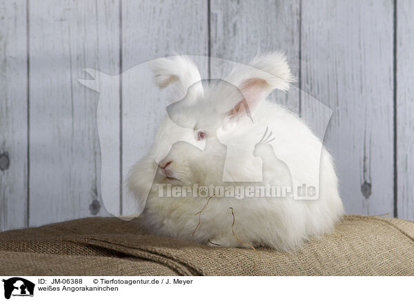 weies Angorakaninchen / white Angora rabbit / JM-06388