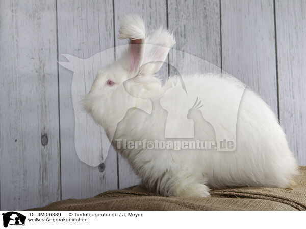 weies Angorakaninchen / white Angora rabbit / JM-06389