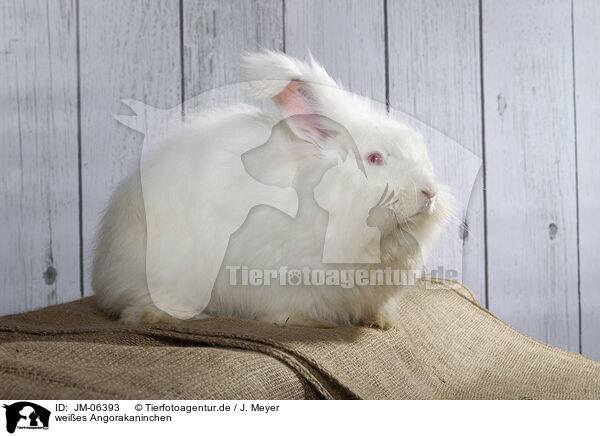 weies Angorakaninchen / white Angora rabbit / JM-06393