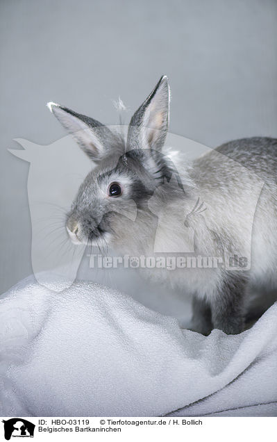 Belgisches Bartkaninchen / Belgien Bearded Rabbit / HBO-03119