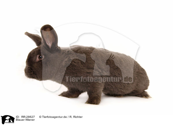 Blauer Wiener / Blue Vienna / RR-28627