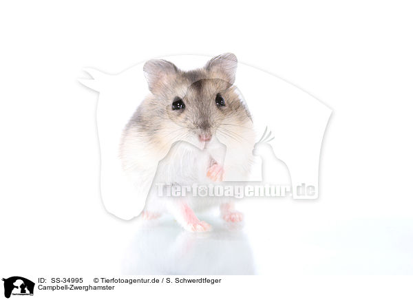 Campbell-Zwerghamster / Campbell's dwarf hamster / SS-34995