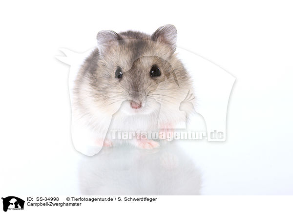 Campbell-Zwerghamster / Campbell's dwarf hamster / SS-34998
