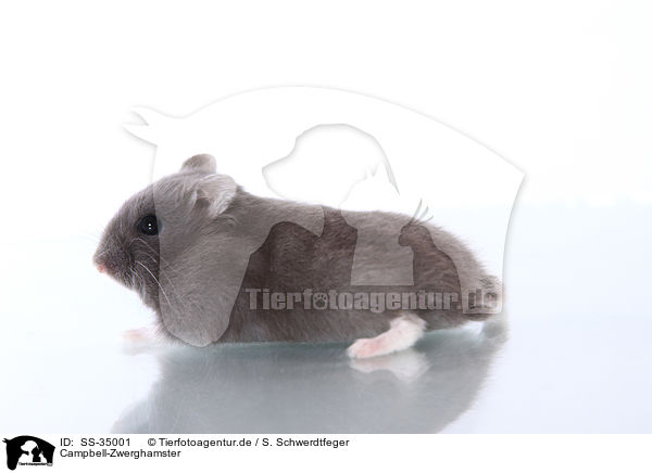 Campbell-Zwerghamster / Campbell's dwarf hamster / SS-35001