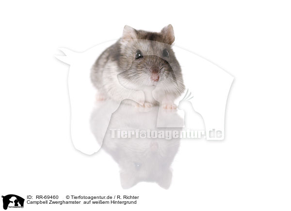 Campbell Zwerghamster  auf weiem Hintergrund / RR-69460