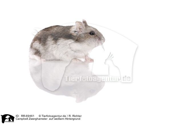 Campbell Zwerghamster  auf weiem Hintergrund / RR-69461